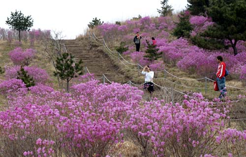 무학산 진달래군락지 